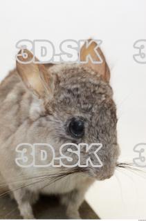 Gerbil 0022